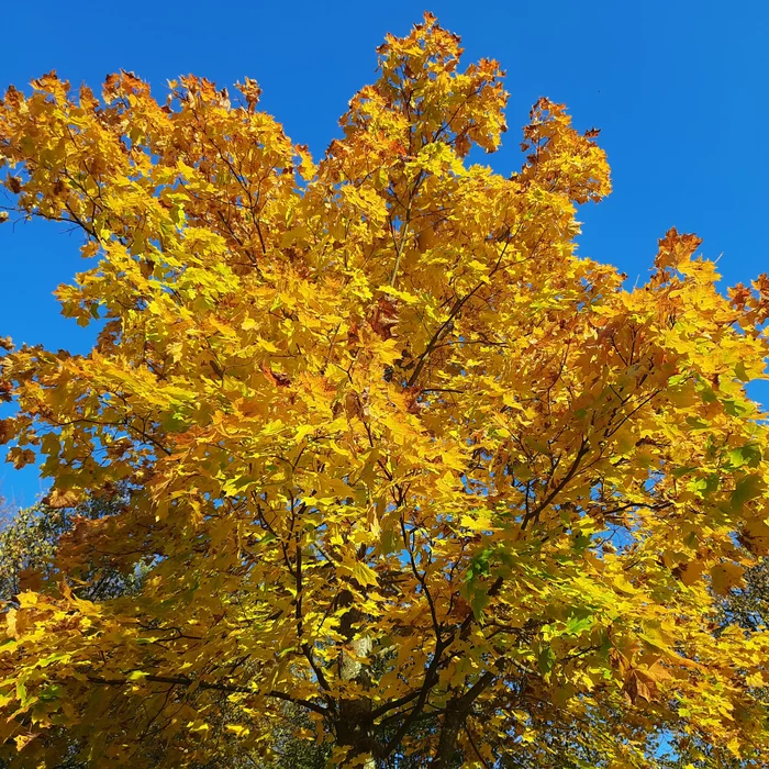 Gorgeous golden autumn September 28, 2021 - My, Autumn, Gold, Nature, Tree, Leaves, The sun, Weather, The photo, , beauty, beauty of nature, View, Gorgeous, wildlife, Paints, Sky, Land, Freshness