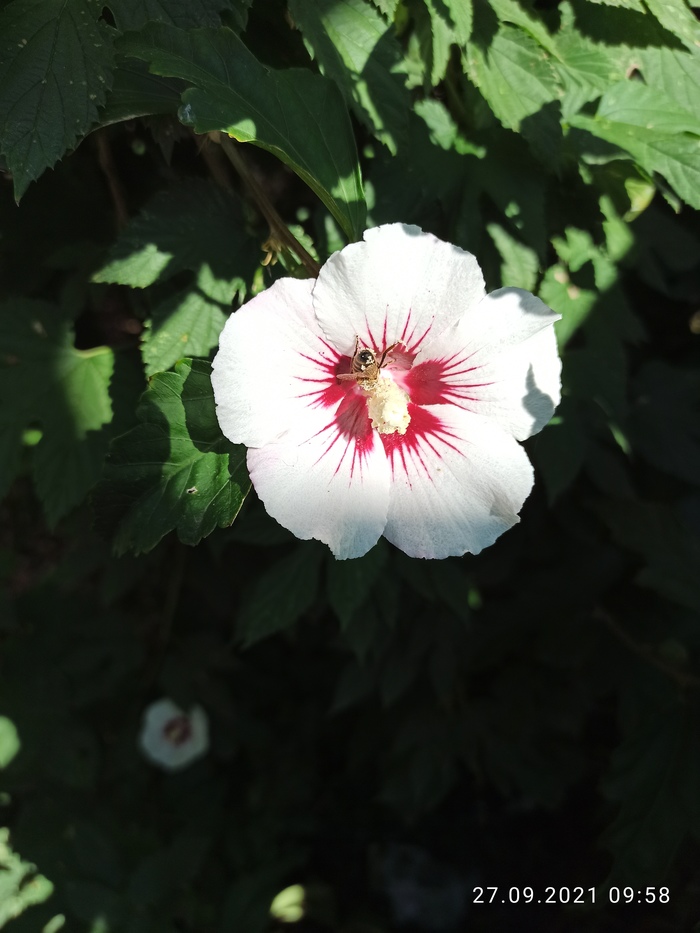 ������� ������