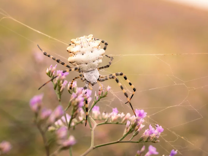 Аргиопа дольчатая (argiope lobata) - Моё, Крым, Паук, Фотография, 2021, Canon