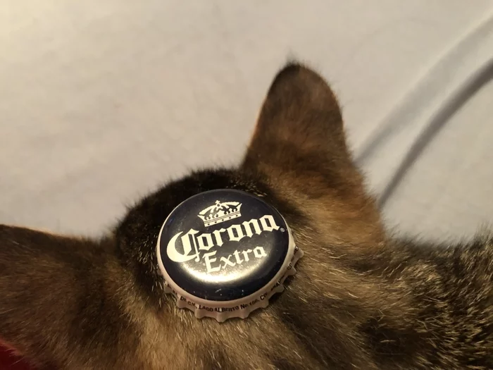 Котокорона - Моё, Пиво Corona Extra, Кот, Фотография, Котята