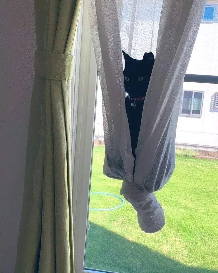 Proper use of curtains - cat, Curtains, Black cat