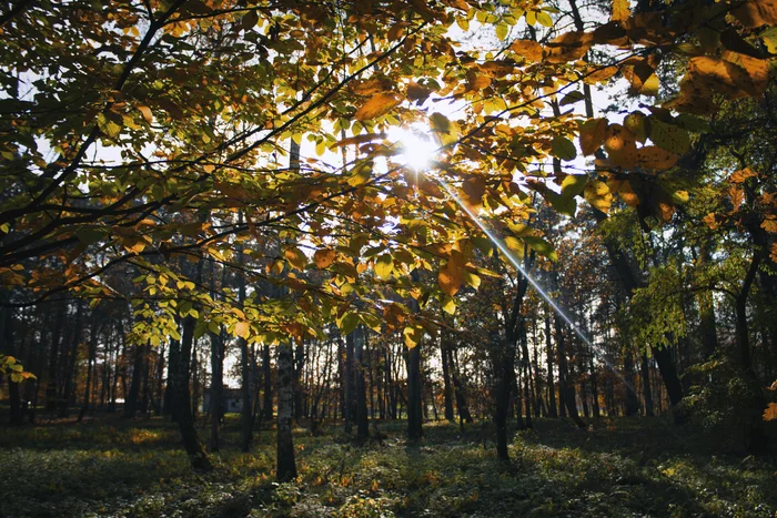 warm day - My, Autumn, Tree, Leaves, The photo, Nature, Forest