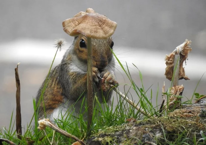 Fluffy fashionista - Squirrel, Rodents, Wild animals, Milota, Interesting, Mushrooms, Great Britain, Photographer, , Around the world, Longpost