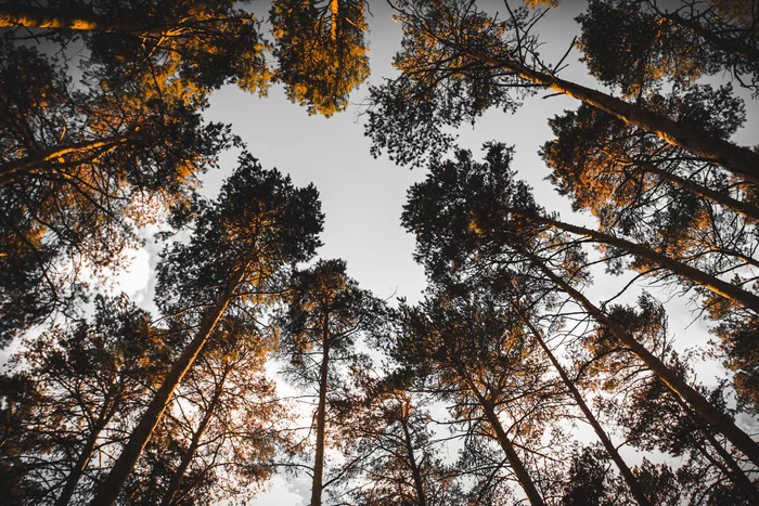 Autumn, evening, pines... - My, Autumn, Pine, Sky, The photo, Nature, Forest