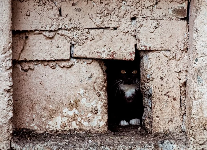 Just another brick in the wall - My, Russia, Town, Street photography, Animals, cat, Black cat, Homeless animals
