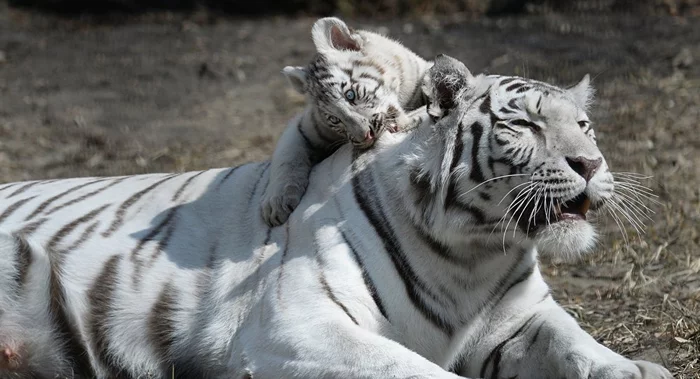 Guard... Gnawing... - White tiger, Tiger cubs, Tiger, Big cats, Kus, Cat family, Predatory animals, Milota, , Wild animals, The photo, From the network, Bengal tiger