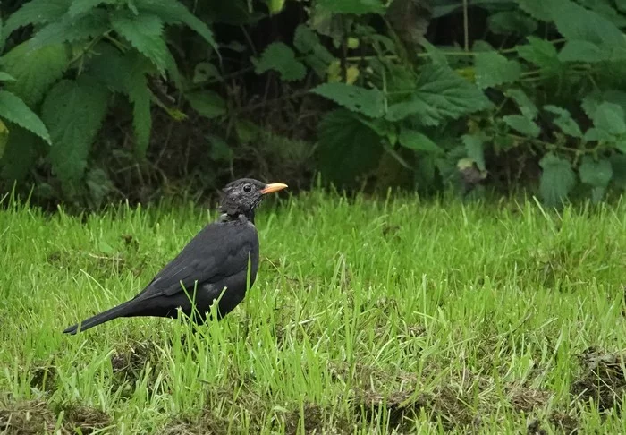 Blackbird - My, Netherlands (Holland), Nature, Thrush, Longpost, Birds