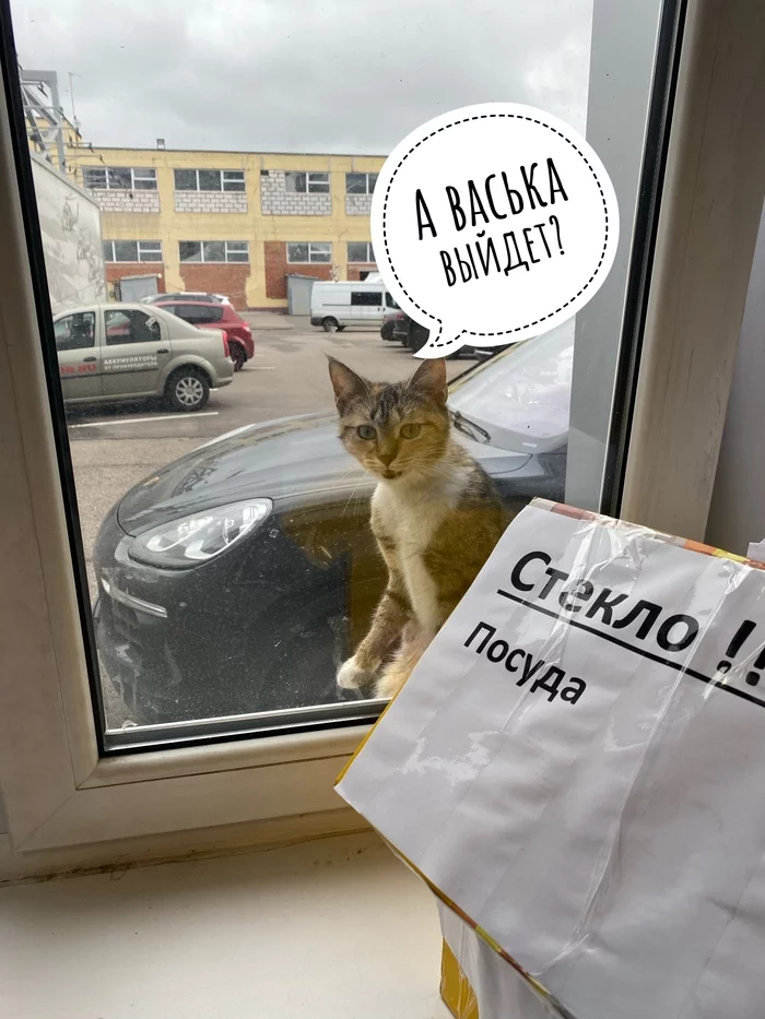 А Васька выйдет? - Моё, Кот, Друг