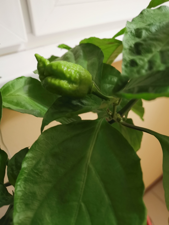 Каролина растет вверх?