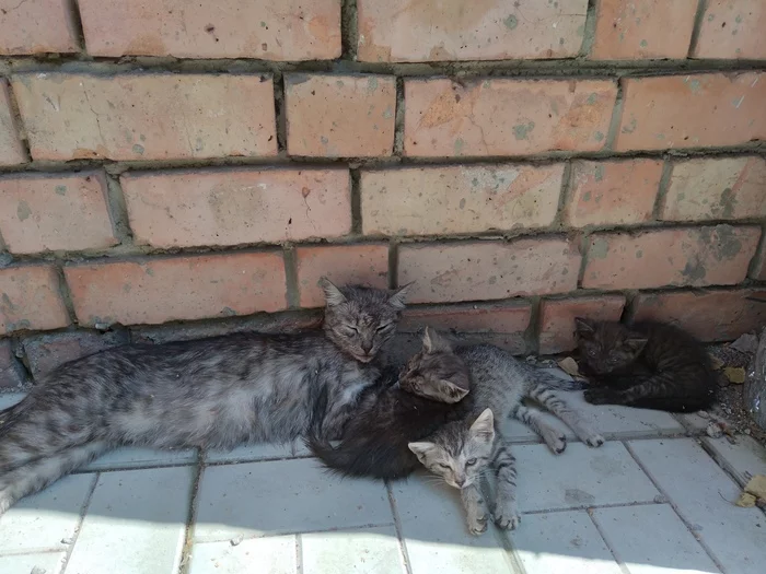 Finding a home for a cat (Penza and the region) - My, cat, Homeless animals, In good hands, Longpost, Penza, Penza Oblast, No rating