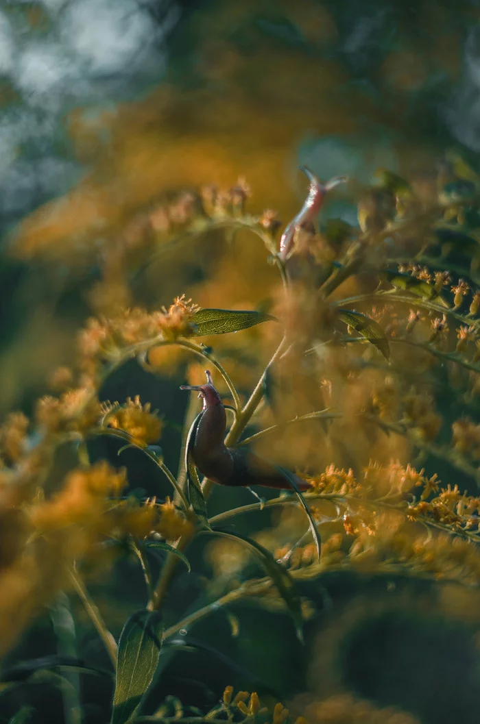 slippery inhabitants - My, Nikon, Helios, Nature, Longpost, Slug