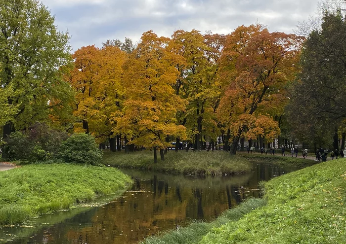 In the Tauride Garden - My, Saint Petersburg, Tauride Garden, Autumn, Duck, The photo, Landscape, Autumn leaves