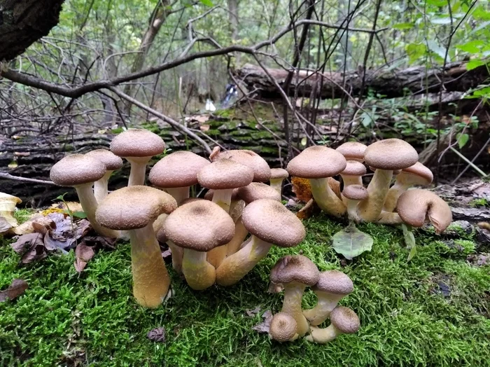 Mushrooms for ejection - My, Mushrooms, Honey mushrooms, Autumn, Mistrust, Silent hunt, Longpost