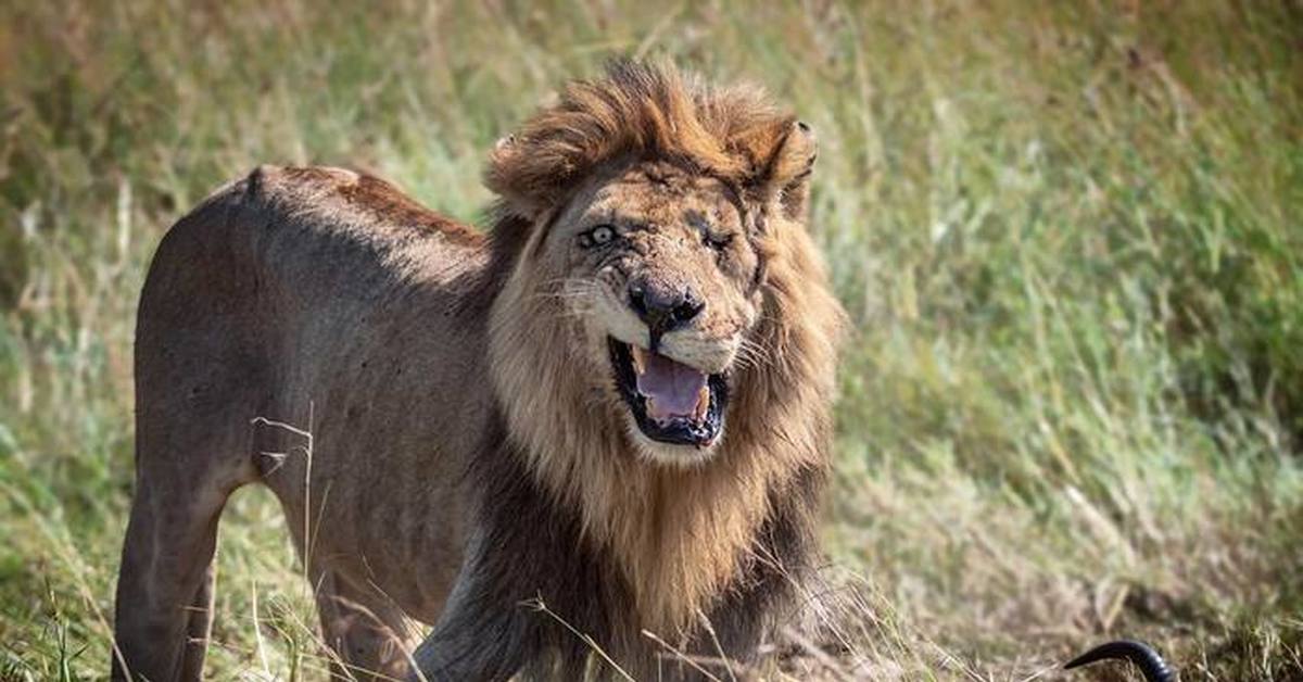 Сонник нападающий лев. Шрам Король Лев фильм. Maiwand Lion. Шрам Лев. Последние львы.