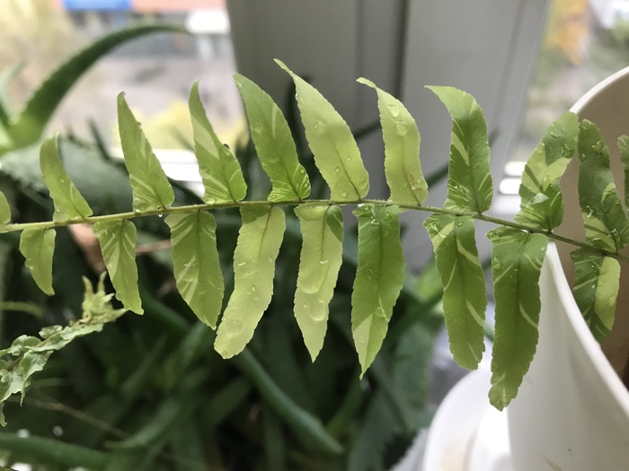  Tiger Fern  , , 