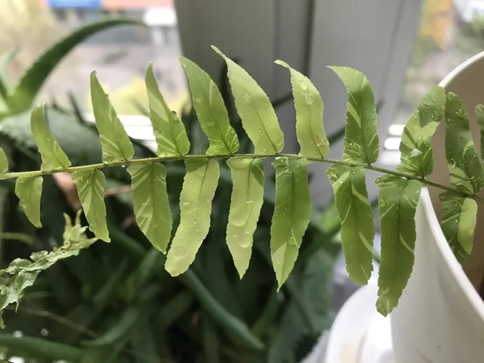 Nephrolepis Tiger Fern - My, Houseplants, Plants, Fern