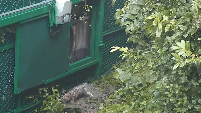 In Sochi National Park, a 2-month-old baby leopard escaped from an enclosure while his mother was sleeping - Leopard, Big cats, Cat family, Wild animals, Predatory animals, The escape, Interesting, Sochi, , National park, Crow, Danger, Video, Repeat, Persian leopard, Kittens, Milota