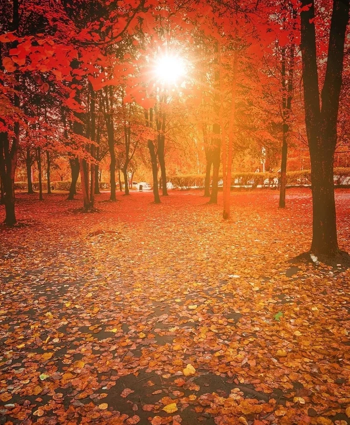 autumn beauty - My, Autumn, Nature, Tikhvin, Leningrad region, Tree, Foliage, The photo