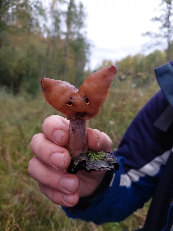 tired mushroom - My, Mushrooms, Stitch, Autumn, Leningrad region, Pareidolia, Longpost