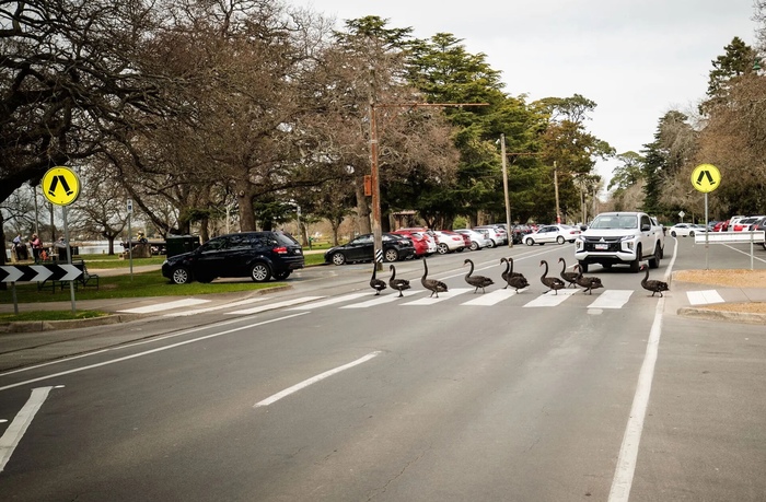Черные лебеди переходят дорогу к озеру Вендури, Австралия Лебеди, Юмор, Австралия