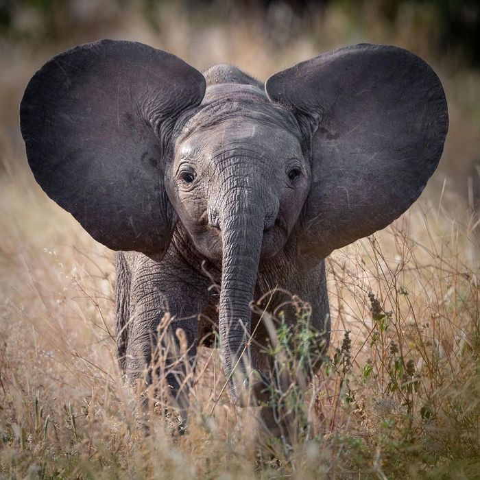 Dumbo - Elephants, Baby elephant, Young, Dumbo, Wild animals, wildlife, The photo, Africa