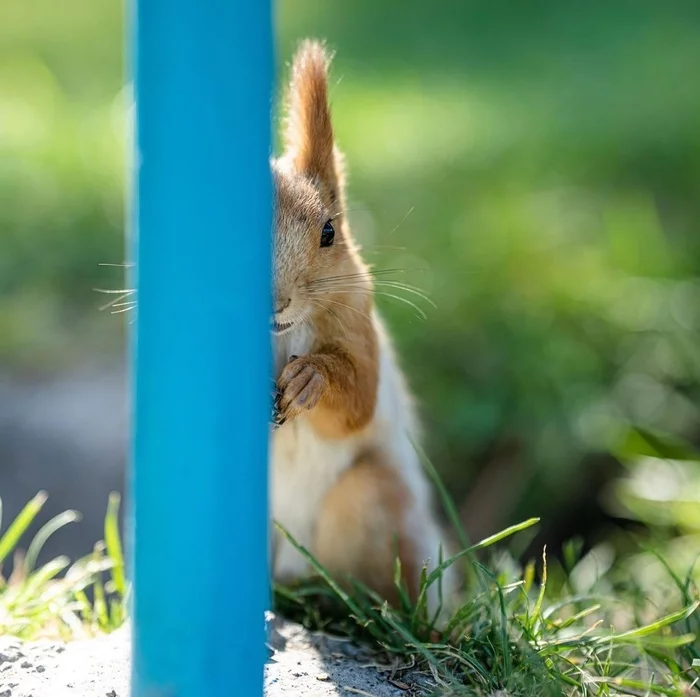 Squirrel in Bishkek park - Squirrel, Bishkek, Nature