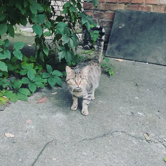 Yard cats - My, Yard, cat, The photo, Longpost