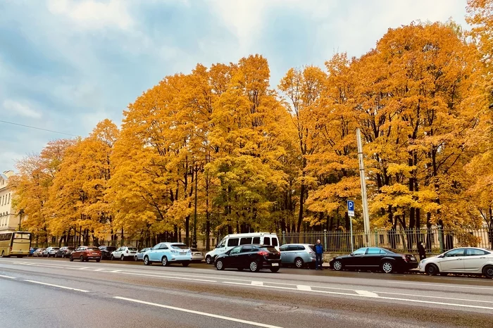 Autumn in St. Petersburg - My, Autumn, Saint Petersburg, Dog, The photo, beauty of nature, Longpost, Autumn leaves, Mobile photography