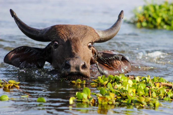 Godfather of the Bushveld* - Buffalo, Artiodactyls, Wild animals, wildlife, Rare view, Africa, Text, The photo, Longpost