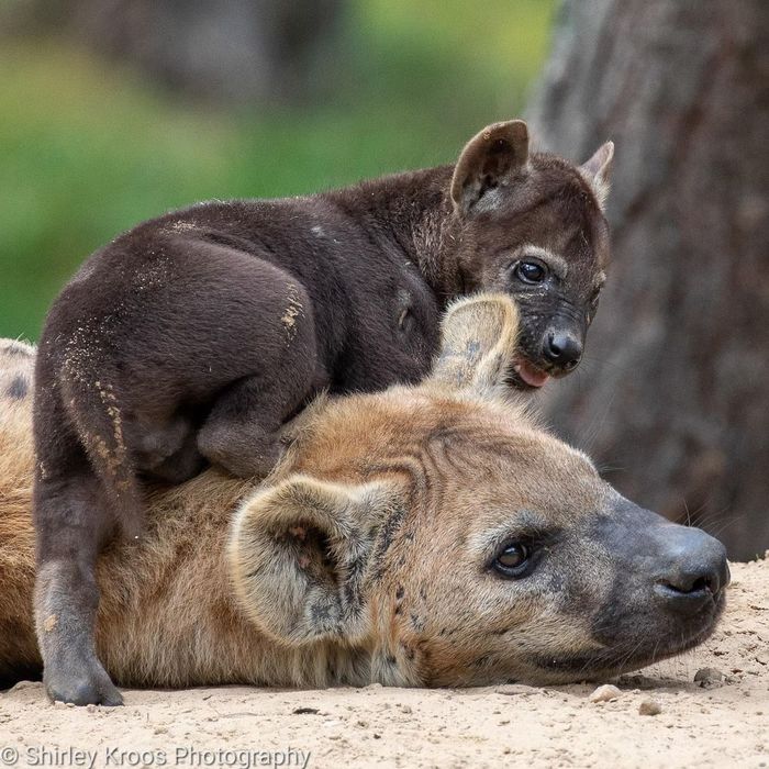Sat on the neck - Spotted Hyena, Hyena, Predatory animals, Wild animals, Zoo, The photo, Young