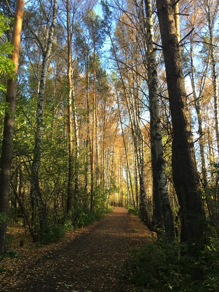 Осенний лес - Моё, Томск, Лагерный сад