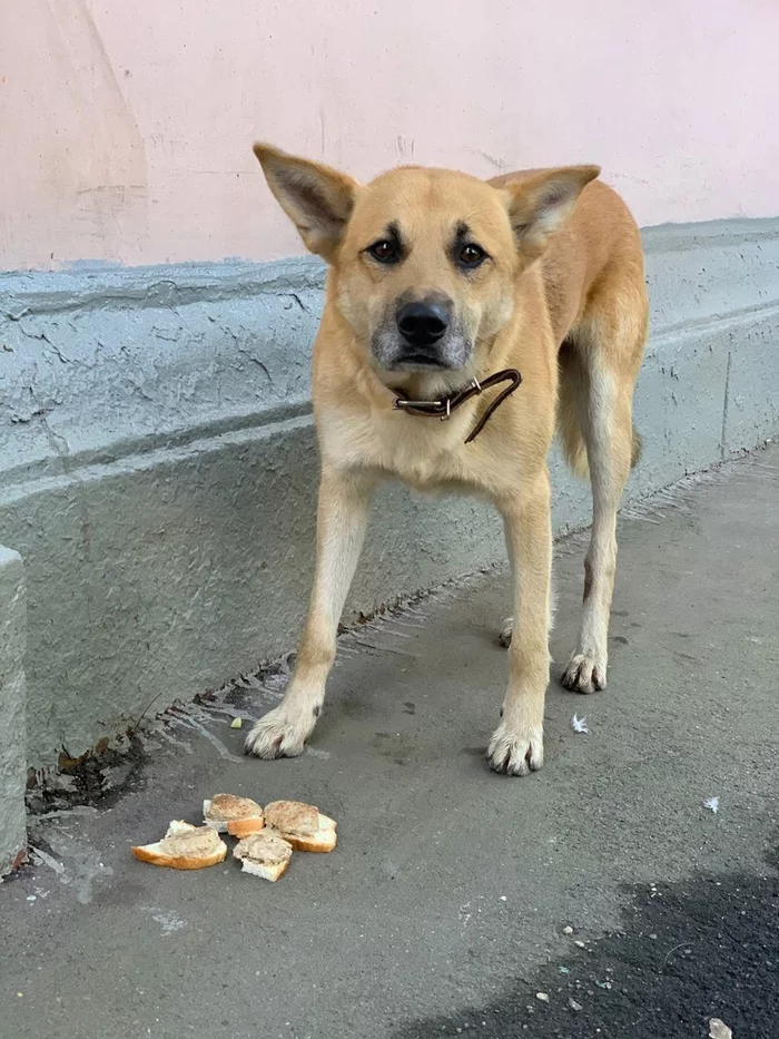 Moscow. - My, Found a dog, Moscow, Dog, Lost, Longpost, No rating