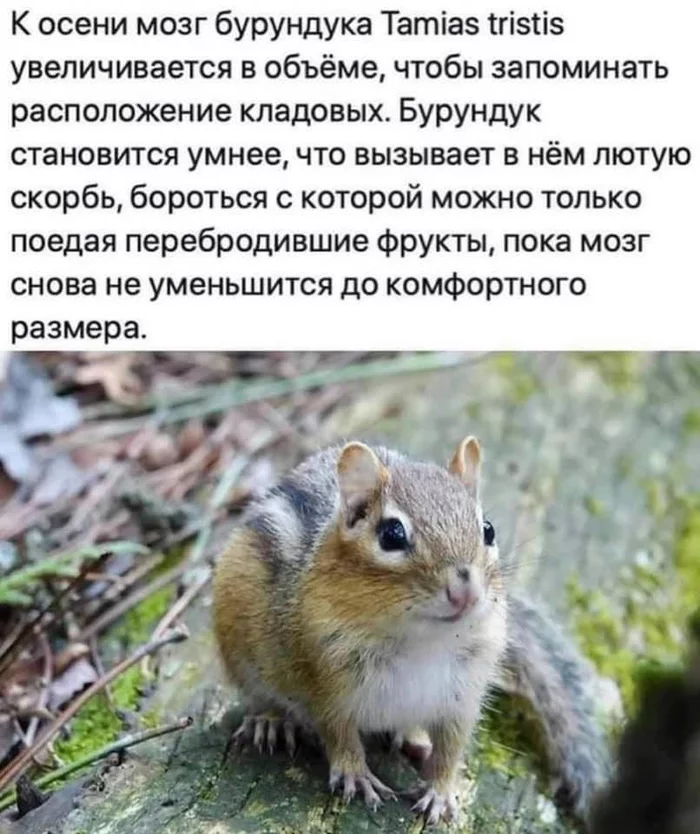 Now this is my spirit animal - Humor, Animals, Chipmunk, Repeat, My totem animal, Fiction, Picture with text