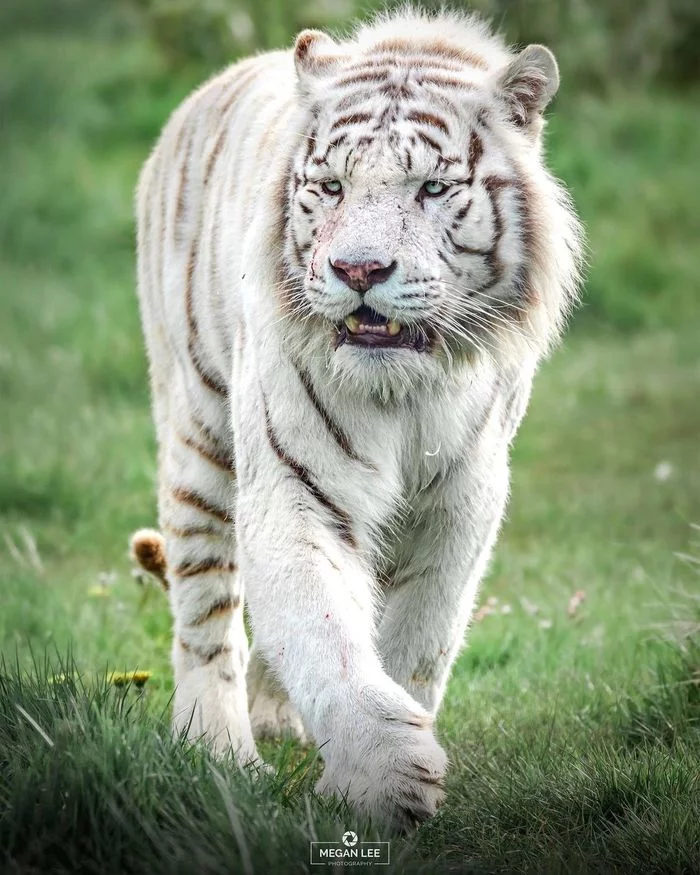 Tiger who wants to be a lion - Tiger, White tiger, Bengal tiger, Big cats, Cat family, Wild animals, Predatory animals, Interesting, , Zoo, Great Britain, Rare view
