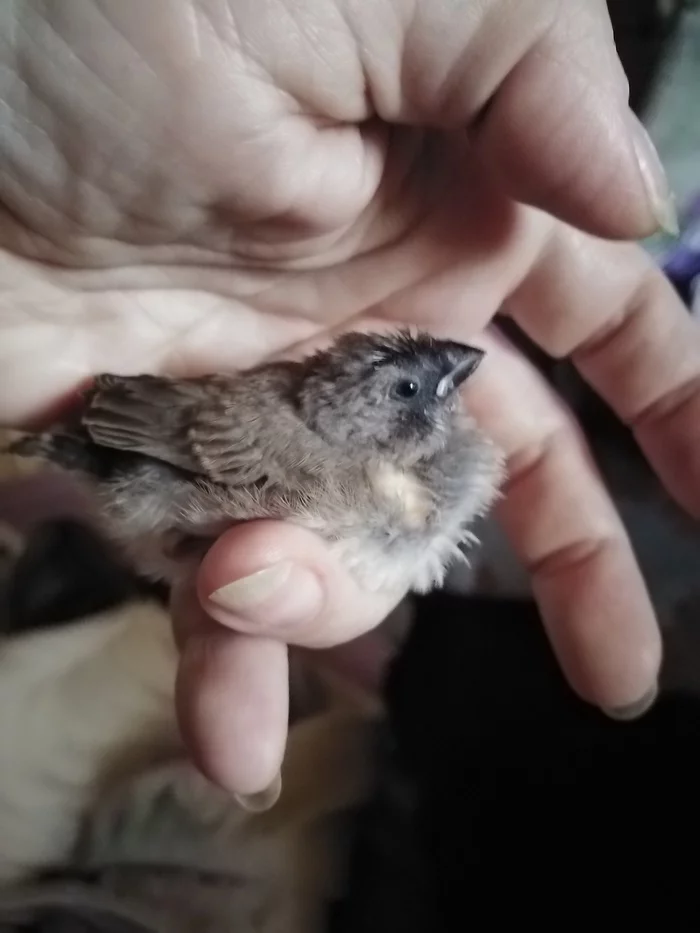 Tiny chick - 2 - My, Birds, Amadines, Pets