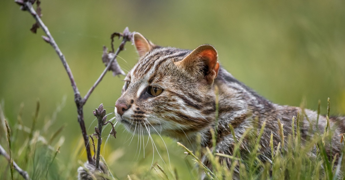 Амурско дальневосточный. Дальневосточный Лесной кот (Prionailurus bengalensis euptilurus). Амурский Лесной кот. Амурский, или Дальневосточный, Лесной кот. Дикий кот Краснодарского края.