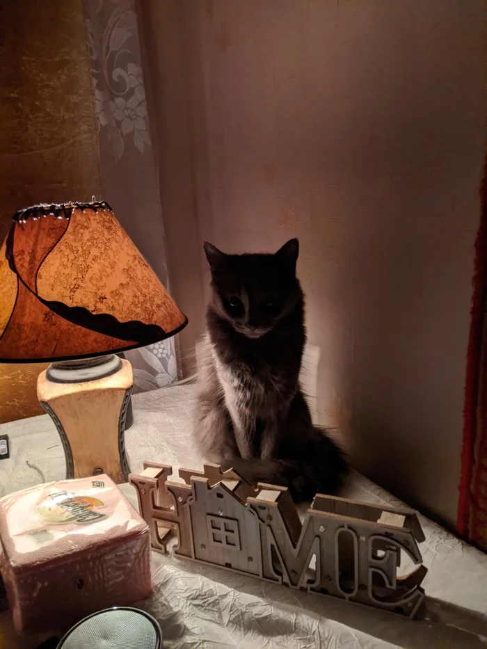 Cat lamp is my choice - My, cat, Bike, The photo