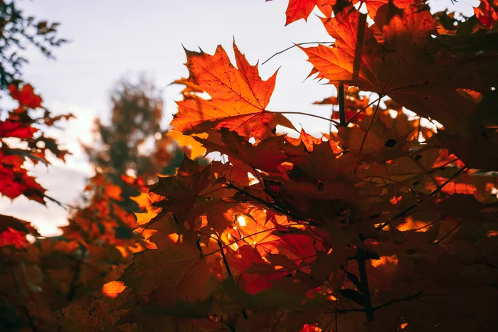 Here comes the golden autumn - My, Autumn, The photo, The park, Walk, Photographer, Sony