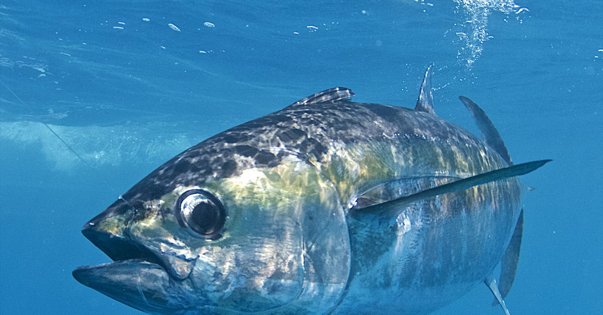Почему голубой тунец является самой дорогой рыбой