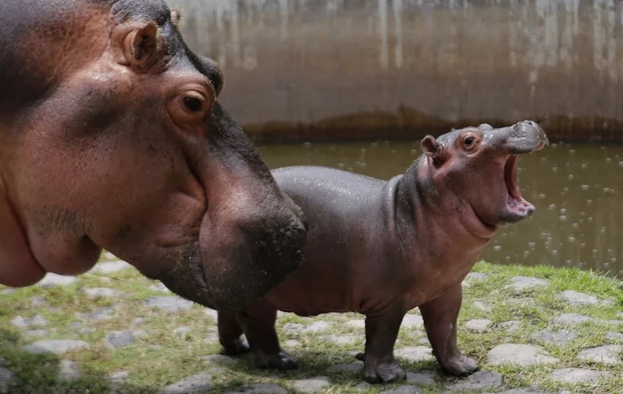 Hooray! - hippopotamus, Wild animals, Interesting, Zoo, Mexico, Guadalajara, Bathing, Young, Longpost