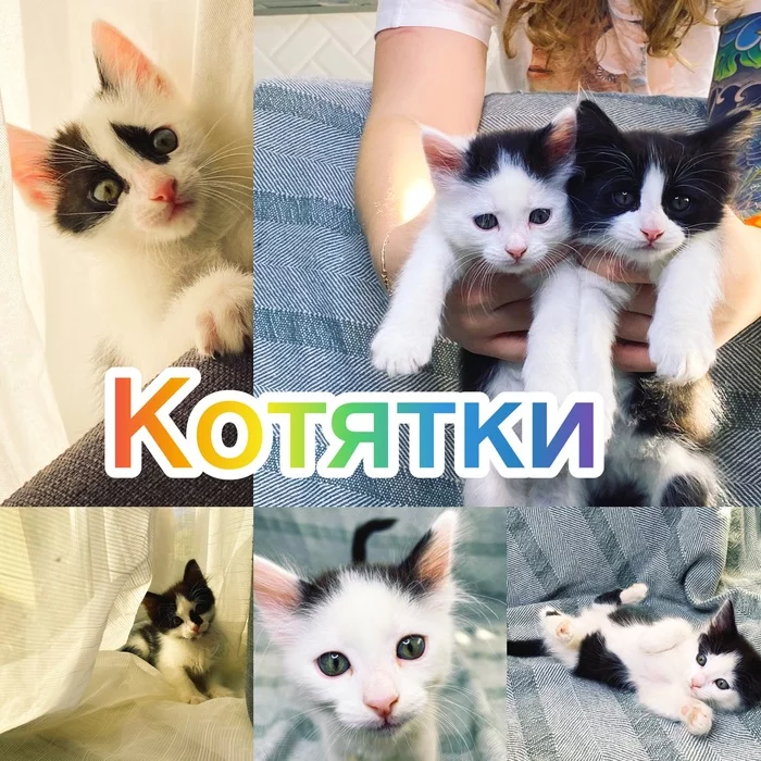 Kittens in good hands Krasnodar - cat, My, No rating, Krasnodar, In good hands, Kittens