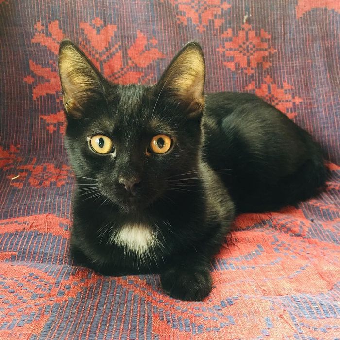 ΠΊΠ°ΠΊΠ°Ρ ΡΠ°Π·Π½ΠΈΡΠ° ΠΌΠ΅ΠΆΠ΄Ρ Π±ΠΎΡΠ΄ΡΡΠΎΠΌ ΠΈ ΠΏΠΎΡΠ΅Π±ΡΠΈΠΊΠΎΠΌ. Π‘ΠΌΠΎΡΡΠ΅ΡΡ ΡΠΎΡΠΎ ΠΊΠ°ΠΊΠ°Ρ ΡΠ°Π·Π½ΠΈΡΠ° ΠΌΠ΅ΠΆΠ΄Ρ Π±ΠΎΡΠ΄ΡΡΠΎΠΌ ΠΈ ΠΏΠΎΡΠ΅Π±ΡΠΈΠΊΠΎΠΌ. Π‘ΠΌΠΎΡΡΠ΅ΡΡ ΠΊΠ°ΡΡΠΈΠ½ΠΊΡ ΠΊΠ°ΠΊΠ°Ρ ΡΠ°Π·Π½ΠΈΡΠ° ΠΌΠ΅ΠΆΠ΄Ρ Π±ΠΎΡΠ΄ΡΡΠΎΠΌ ΠΈ ΠΏΠΎΡΠ΅Π±ΡΠΈΠΊΠΎΠΌ. ΠΠ°ΡΡΠΈΠ½ΠΊΠ° ΠΏΡΠΎ ΠΊΠ°ΠΊΠ°Ρ ΡΠ°Π·Π½ΠΈΡΠ° ΠΌΠ΅ΠΆΠ΄Ρ Π±ΠΎΡΠ΄ΡΡΠΎΠΌ ΠΈ ΠΏΠΎΡΠ΅Π±ΡΠΈΠΊΠΎΠΌ. Π€ΠΎΡΠΎ ΠΊΠ°ΠΊΠ°Ρ ΡΠ°Π·Π½ΠΈΡΠ° ΠΌΠ΅ΠΆΠ΄Ρ Π±ΠΎΡΠ΄ΡΡΠΎΠΌ ΠΈ ΠΏΠΎΡΠ΅Π±ΡΠΈΠΊΠΎΠΌ ΠΊΠ°ΠΊΠ°Ρ ΡΠ°Π·Π½ΠΈΡΠ° ΠΌΠ΅ΠΆΠ΄Ρ Π±ΠΎΡΠ΄ΡΡΠΎΠΌ ΠΈ ΠΏΠΎΡΠ΅Π±ΡΠΈΠΊΠΎΠΌ. Π‘ΠΌΠΎΡΡΠ΅ΡΡ ΡΠΎΡΠΎ ΠΊΠ°ΠΊΠ°Ρ ΡΠ°Π·Π½ΠΈΡΠ° ΠΌΠ΅ΠΆΠ΄Ρ Π±ΠΎΡΠ΄ΡΡΠΎΠΌ ΠΈ ΠΏΠΎΡΠ΅Π±ΡΠΈΠΊΠΎΠΌ. Π‘ΠΌΠΎΡΡΠ΅ΡΡ ΠΊΠ°ΡΡΠΈΠ½ΠΊΡ ΠΊΠ°ΠΊΠ°Ρ ΡΠ°Π·Π½ΠΈΡΠ° ΠΌΠ΅ΠΆΠ΄Ρ Π±ΠΎΡΠ΄ΡΡΠΎΠΌ ΠΈ ΠΏΠΎΡΠ΅Π±ΡΠΈΠΊΠΎΠΌ. ΠΠ°ΡΡΠΈΠ½ΠΊΠ° ΠΏΡΠΎ ΠΊΠ°ΠΊΠ°Ρ ΡΠ°Π·Π½ΠΈΡΠ° ΠΌΠ΅ΠΆΠ΄Ρ Π±ΠΎΡΠ΄ΡΡΠΎΠΌ ΠΈ ΠΏΠΎΡΠ΅Π±ΡΠΈΠΊΠΎΠΌ. Π€ΠΎΡΠΎ ΠΊΠ°ΠΊΠ°Ρ ΡΠ°Π·Π½ΠΈΡΠ° ΠΌΠ΅ΠΆΠ΄Ρ Π±ΠΎΡΠ΄ΡΡΠΎΠΌ ΠΈ ΠΏΠΎΡΠ΅Π±ΡΠΈΠΊΠΎΠΌ