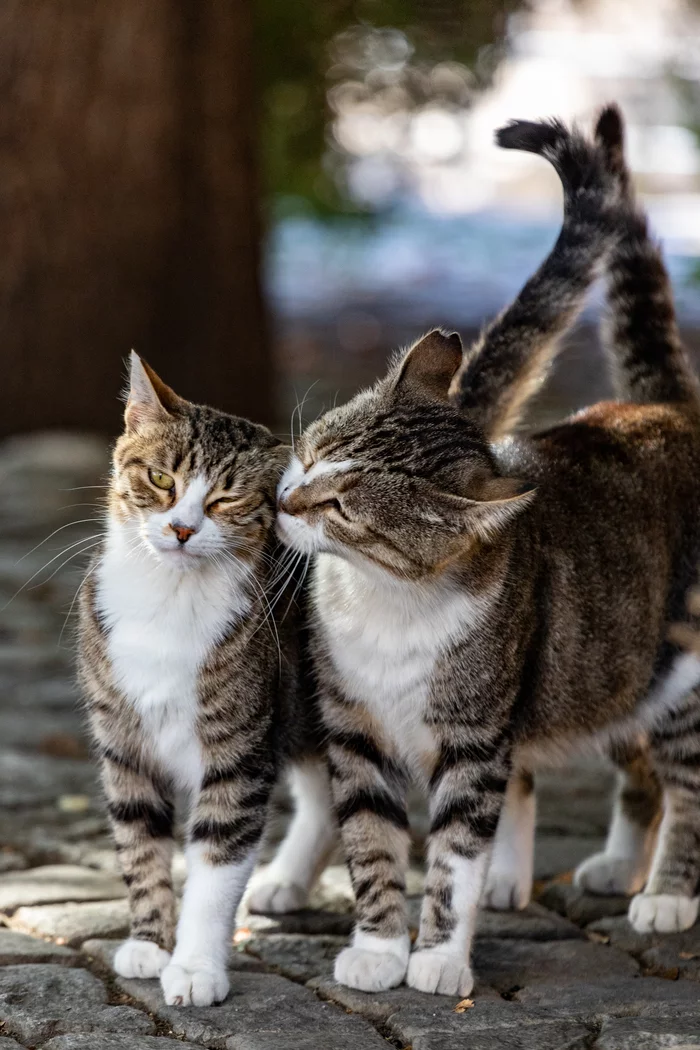 catness - My, cat, Pets, Plovdiv, Bulgaria, The photo