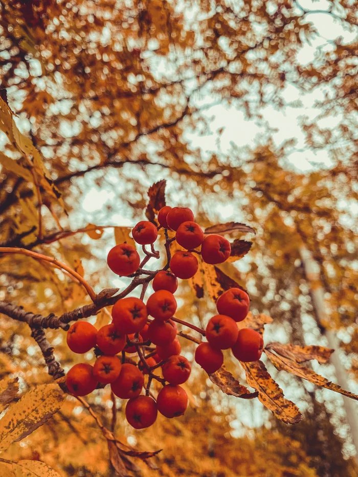 Autumn - My, Autumn, Maple, Rowan, September, Longpost