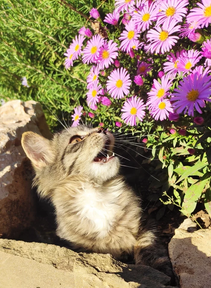 Autumn colors - My, Kittens, Flowers, Longpost