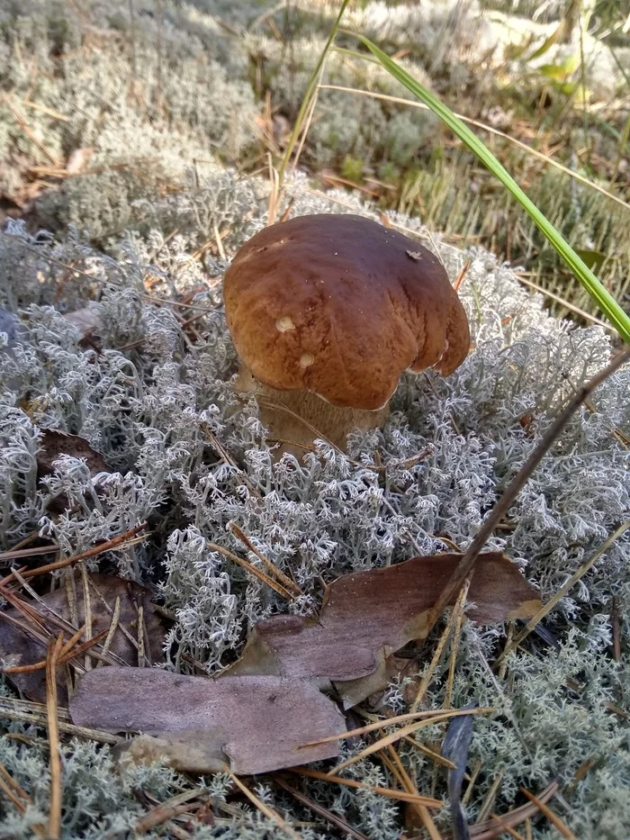 My finds - My, Mushrooms, Mobile photography, Silent hunt, Boletus, Porcini, Longpost