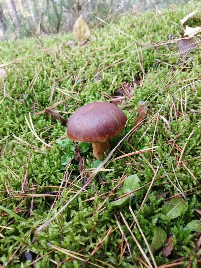 Bryansk mushrooms - My, Mushrooms, Bryansk, Silent hunt, Longpost, The photo
