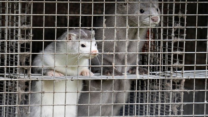 Коронавирус в мире: в Финляндии вакцинируют норок
