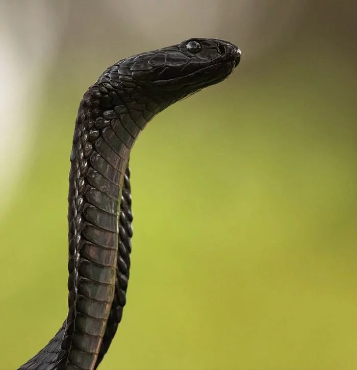 black beauty - Snake, Reptiles, Wild animals, wildlife, Reserves and sanctuaries, South Africa, The photo, Cobras