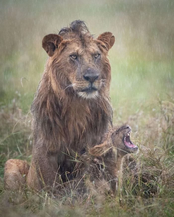 After the rain - a lion, Lioness, Lion cubs, Big cats, Cat family, Predatory animals, Wild animals, wildlife, , The photo, Reserves and sanctuaries, Africa, Kenya, Masai Mara, Longpost, Rain